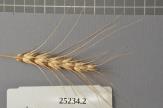 Click for 1 image(s) for this accession. Spike
